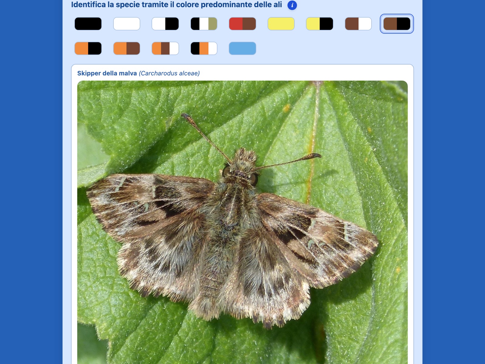 Invio guidato: Farfalle (selezione colore)